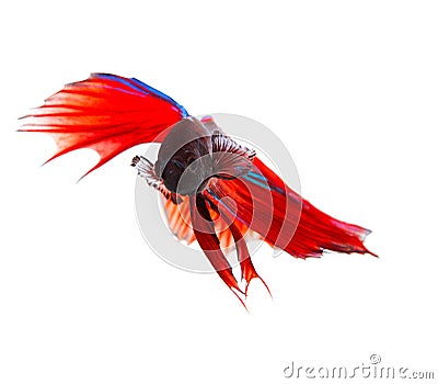 close up face of red thai betta fighting fish with full beautiful fin and tail isolated white background Stock Photo