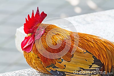 Close up face of Rooster ,Red junglefowl (Gallus gallus),Bantam Stock Photo