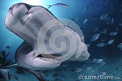 Close up Face Shot of Great Hammerhead Shark Swimming in Clear Waters of Bahamas Editorial Stock Photo