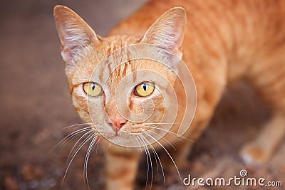 Close up face of siamese thai domestic cat eye contact with blur Stock Photo