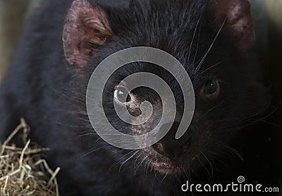 Close up Face of Tasmanian Devil Stock Photo