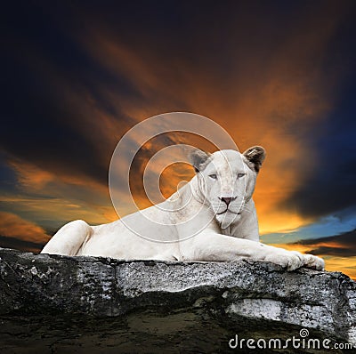 Close up face of white lioness lying on rock cliff against beaut Stock Photo