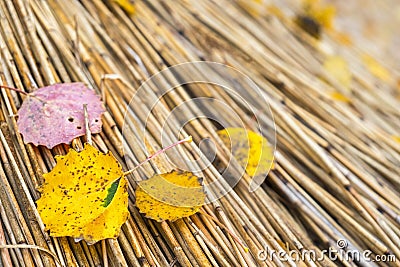 Close-up of fallen autumn leaves lying on a thatched roof Stock Photo