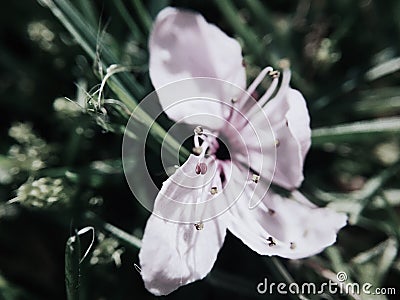 Close up of fallen blossom from a tree Stock Photo