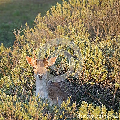 Close-up of a fallow deer in the Amsterdam water supply dunes near to Amsterdam and Zandvoort Stock Photo