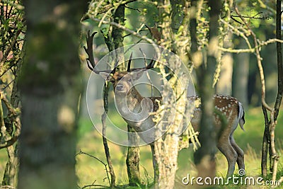 Close up of a Fallow deer, Dama Dama, ruting behaviour Stock Photo