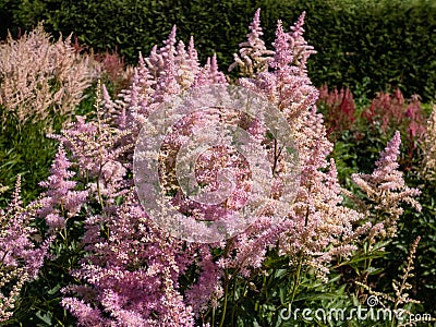 False goatsbeard (Astilbe x arendsii) 'America' flowering with pink feathery flowers in attractive plume Stock Photo