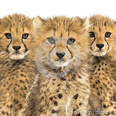 Close-up on a family of three months old cheetah cubs Stock Photo