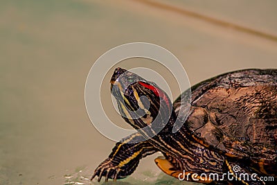 Close up from a fantastic colored turtle Stock Photo