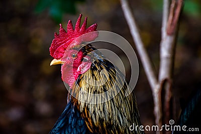 Farm colorful rooster head Stock Photo