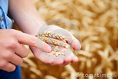 Close Up Of Farmer Checking Wheat Crop In Field Stock Photo