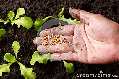 Close up Farmer Hand nurturing young baby Green oak, lettuce Stock Photo