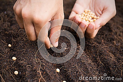 Farmer hand sawing seed on back soil Stock Photo