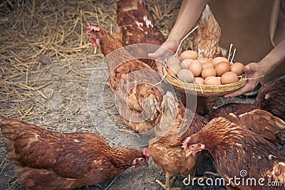 Close-up farmer hands holding fresh chicken eggs into basket at a chicken farm in him home area. Concept of organic farm Stock Photo