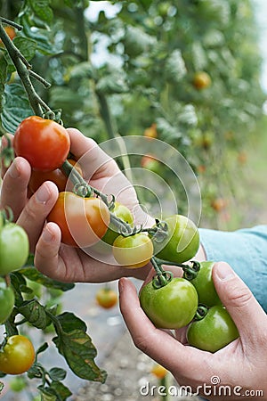 Close Up Of Farmer Inspecting Tomato Crop Stock Photo