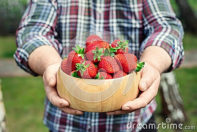Close-up farmer's hand holding and offering red tasty ripe organic juicy strawberries in wooden bowl outdoors at farm Stock Photo