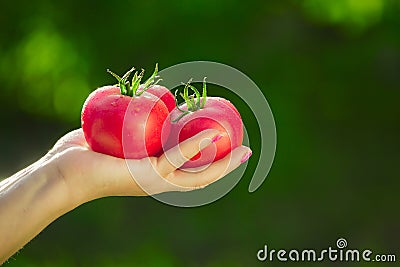 Close-up of a farmer`s hand holding three red ripe tomatoes on a background of blurred greens. Stock Photo