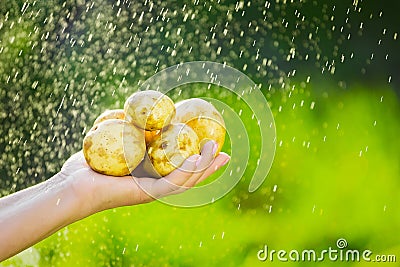 Close-up of a farmer`s hand holding a young potato on a background of washed greens. Stock Photo