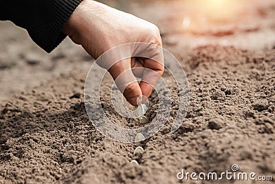 Close up of farmer`s hands, planting seeds in spring. The concept of the garden, the beginning of the season, summer cottage Stock Photo
