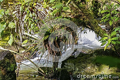 Close-up of a fast flowing white creek in lush green Colombian rainforest, Cocora Valley, Colombia Stock Photo