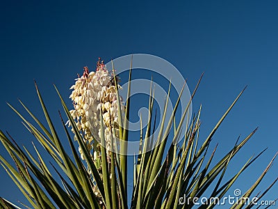 Close Up of a Faxon Yucca in Bloom Stock Photo