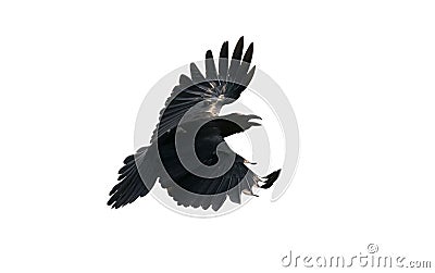 Close up feather of black crow flying isolate white background Stock Photo