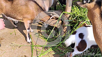 Close-up of Feeding Goats at the Petting Zoo. Young and Old Animals Live in  One Enclosure. Sheep and Goats in One Place. Feeding S Stock Video - Video  of feeding, animals: 227461773