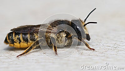 Close up of a female banded bee , Megachile ericetorum resting o Stock Photo