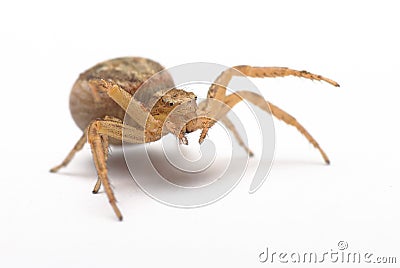 Close up of a female, common ground, Crab Spider,Xysticus cristatus Stock Photo