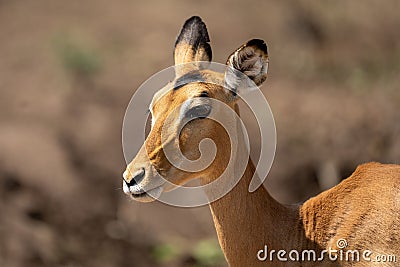 Close-up of female common impala cocking ear Stock Photo