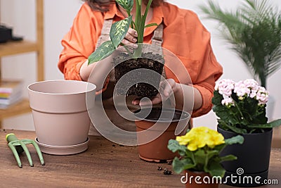 Close up female gardener hands planting dieffenbachia plant and repotting . house plants care Stock Photo