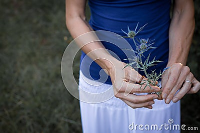 Close up of female hands holding wild flower Stock Photo