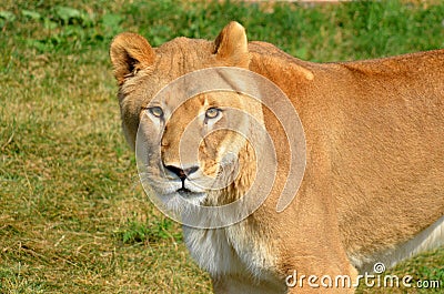 Close up Female lion is one of the four big cats Stock Photo