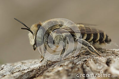 Close up of a female Megachile pilidens, a leafcutter bee of Southern France Stock Photo