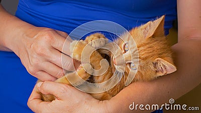 CLOSE UP: Female owner teasing the ginger furred baby cat with its own tail. Stock Photo