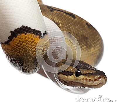 Close-up of Female Pinstripe Pied Royal python Stock Photo