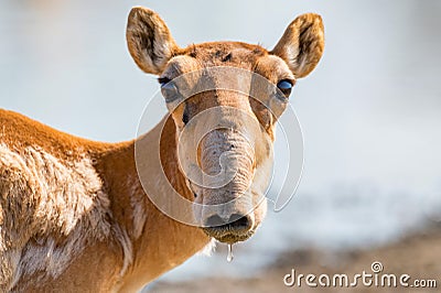 Saiga antelope or Saiga tatarica drinks in steppe Stock Photo