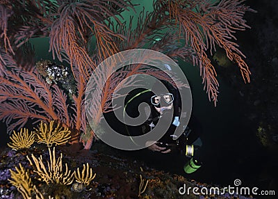 A close up of a female scuba diver exploring the reef Stock Photo