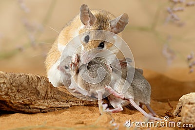 Close-up female spiny mouse breastfeed the offspring. Stock Photo