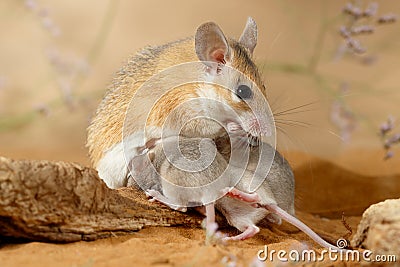 Close-up female spiny mouse eats insect and breastfeed the offspring. Stock Photo