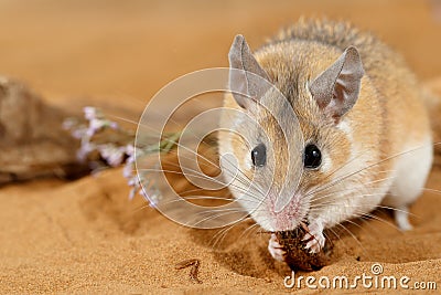 Close-up female spiny mouse eats insect on sand and looks at camera. Stock Photo