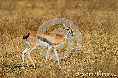 African thomson`s gazelle Stock Photo