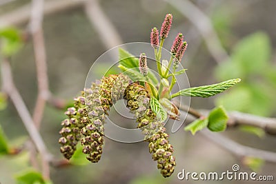 Close up on femaleand male catkins of the Alnus maxi, an alder tree.mowiczii Stock Photo