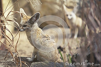 Close up on Fennec Fox (Vulpes zerda) Stock Photo