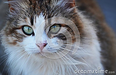 Close-up of a feral cat Stock Photo