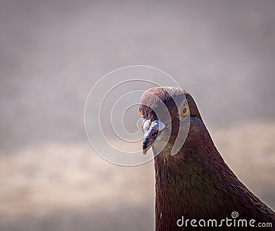 Close up of a feral pigeon Columba livia domestica or city dove with red colloration Stock Photo