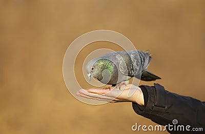 Close up of a Feral pigeon feeding from a hand Stock Photo