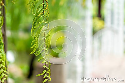close-up Fern leaf Stock Photo