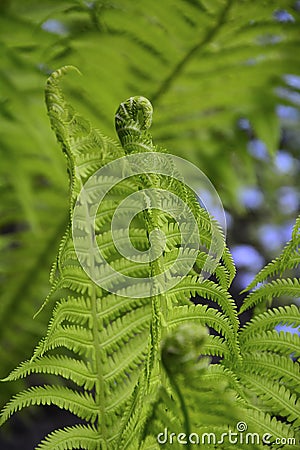 Close up of fern leaves in early spring. Vertical Stock Photo