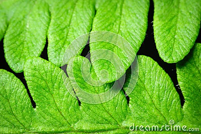 Close up of Fern Leaves Stock Photo